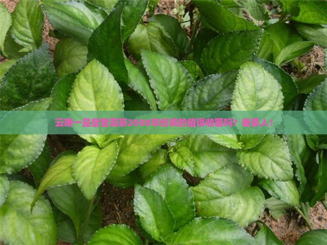 云南一品堂普洱茶2008