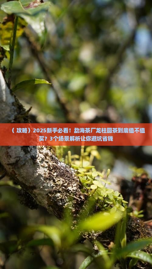 勐海茶厂龙柱圆茶