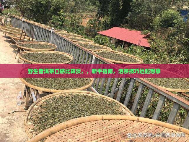 野生普洱茶口感比较淡
