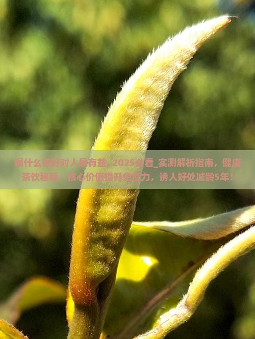 喝什么茶好对人最有益