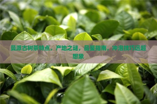 缅甸曼派古树茶特点