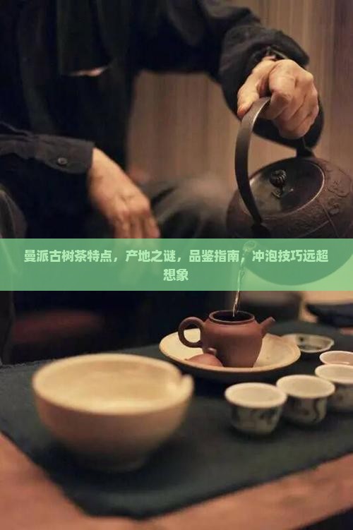 缅甸曼派古树茶特点