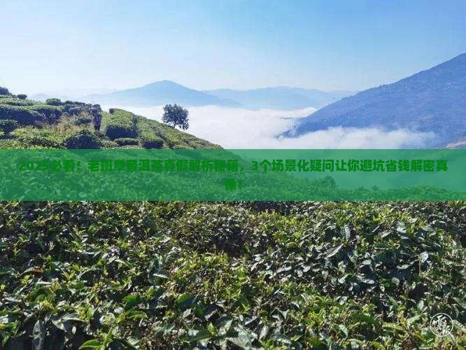 老班章普洱茶哪个是真品