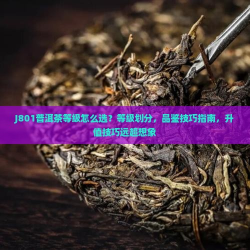 J801普洱茶等级