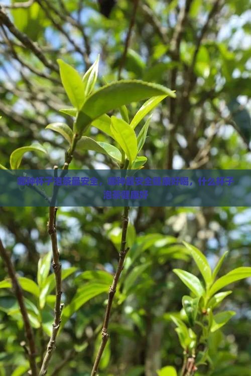 哪种杯子泡茶最安全