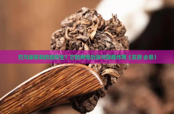 巴马藤茶的功效与作用