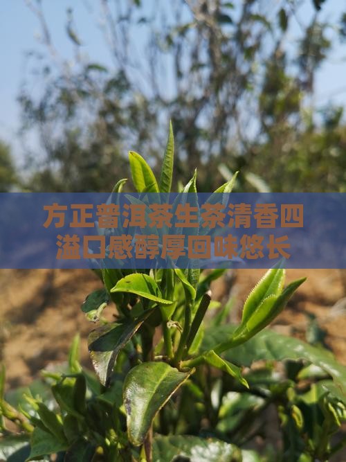 方正普洱茶生茶