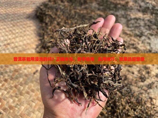 普洱茶能用浸泡的吗