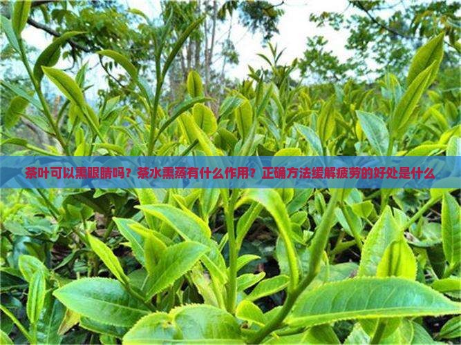 泡好的茶叶可以熏眼睛吗