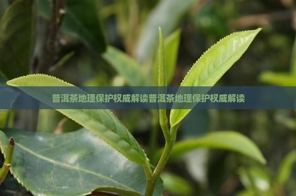 普洱茶地理保护