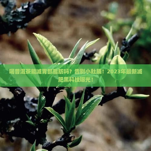 喝普洱茶能减胃部脂肪吗