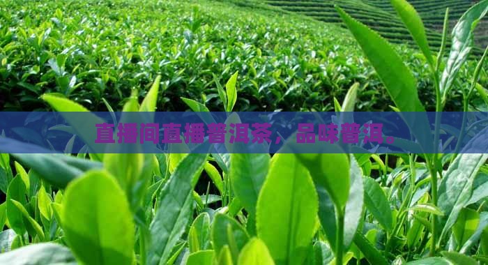 普洱茶直播间现场