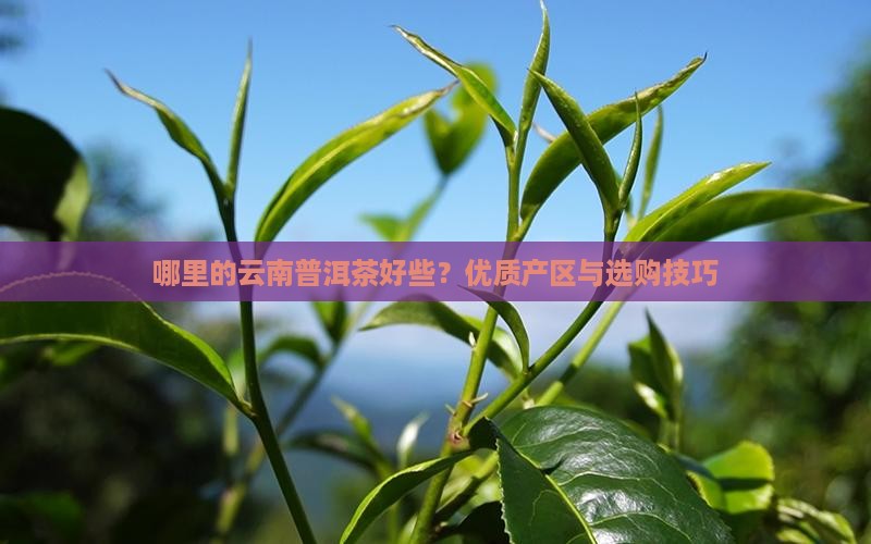 哪里的云南普洱茶好些