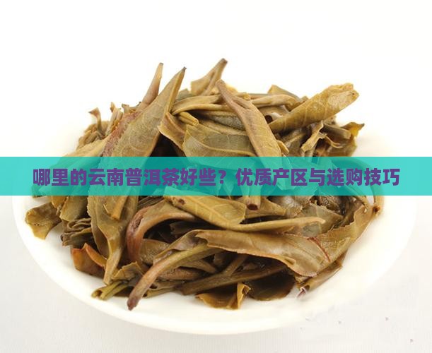 哪里的云南普洱茶好些