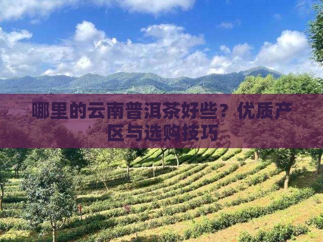 哪里的云南普洱茶好些