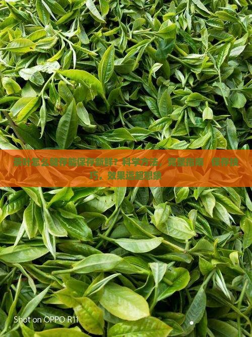 茶叶怎么储存能保存新鲜