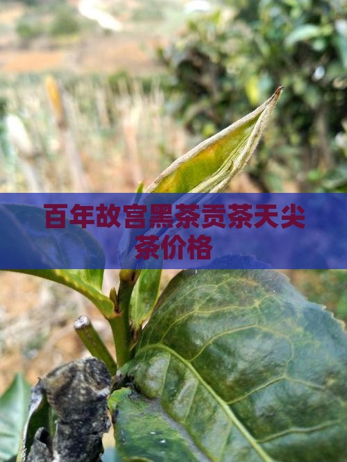 故宫贡茶百年木仓价格天尖茶