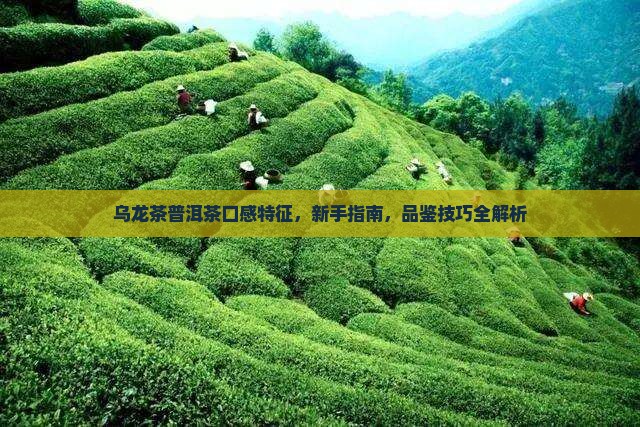 乌龙茶普洱茶口感特征