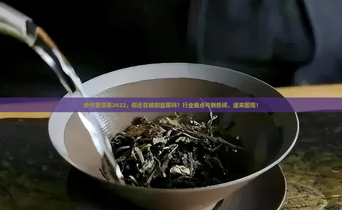 炒作普洱茶2022