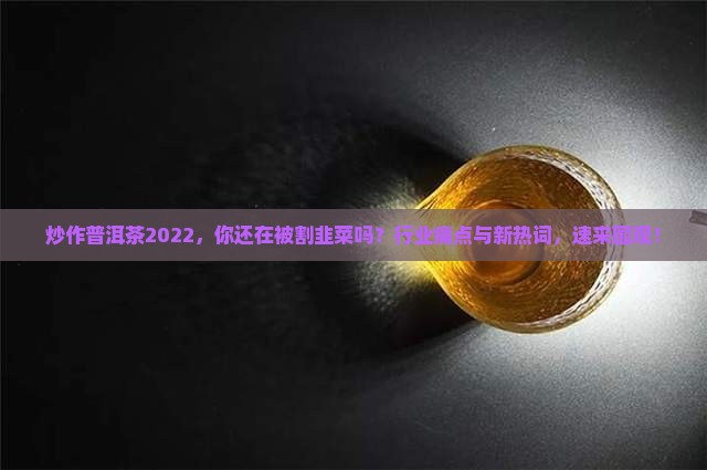 炒作普洱茶2022