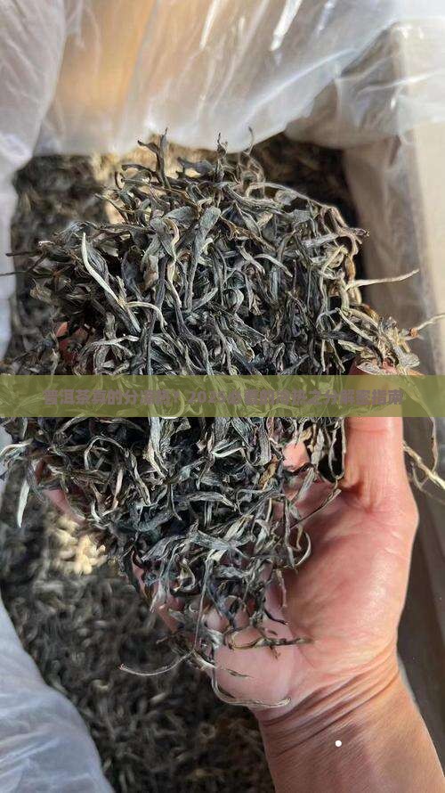 普洱茶的凉热之分是什么
