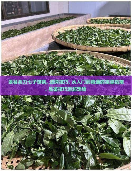 景谷合力七子饼茶