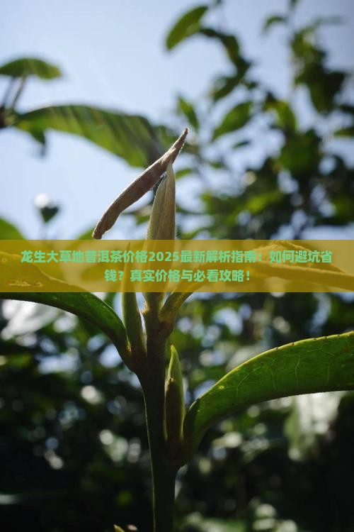 龙生大草地普洱茶价格