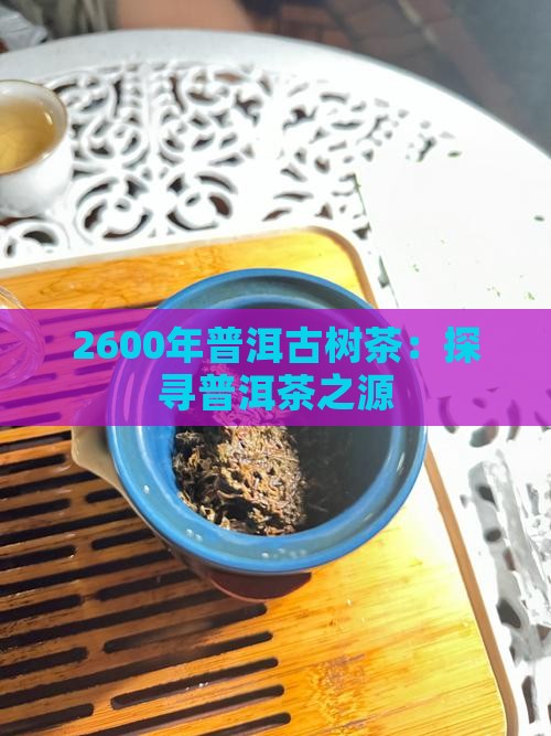 2600年普洱古树茶：探寻普洱茶之源