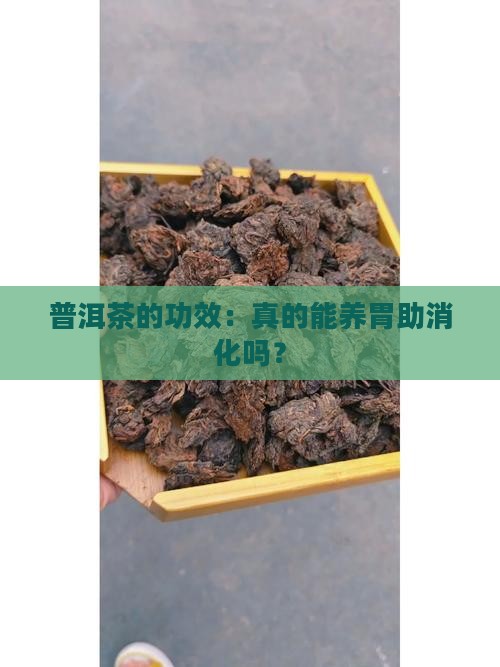 普洱茶的功效：真的能养胃助消化吗？