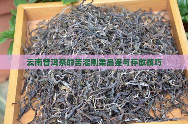 云南普洱茶的苦涩刚柔品鉴与存放技巧