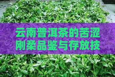 云南普洱茶的苦涩刚柔品鉴与存放技巧