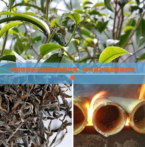 饮用普洱茶可能具有通便作用，探讨其对肠道便秘的效果