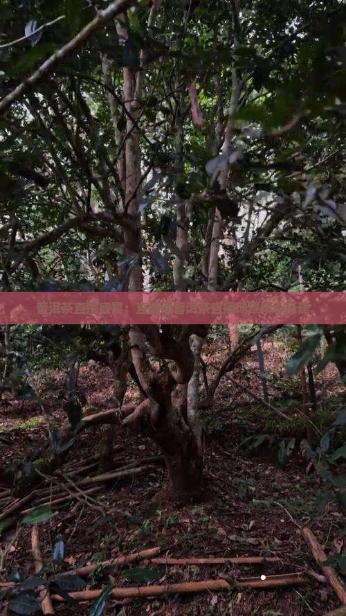 普洱茶直播盛宴：直播间普洱茶直播场景精心搭建