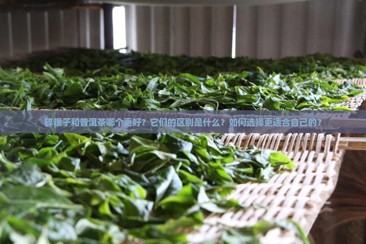 碎银子和普洱茶哪个更好？它们的区别是什么？如何选择更适合自己的？