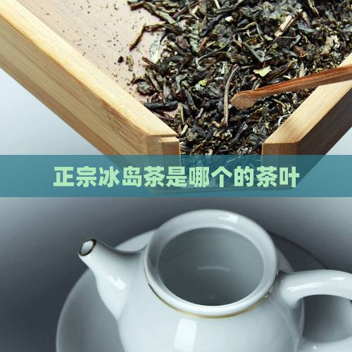 正宗冰岛茶是哪个的茶叶