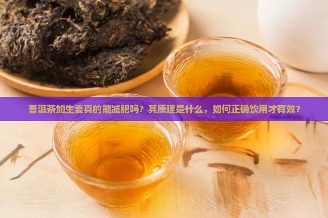 普洱茶加生姜真的能减肥吗？其原理是什么，如何正确饮用才有效？