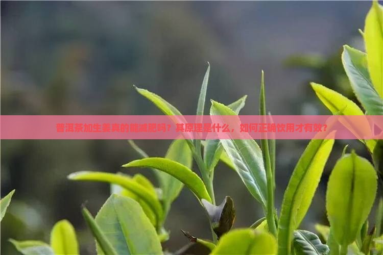 普洱茶加生姜真的能减肥吗？其原理是什么，如何正确饮用才有效？