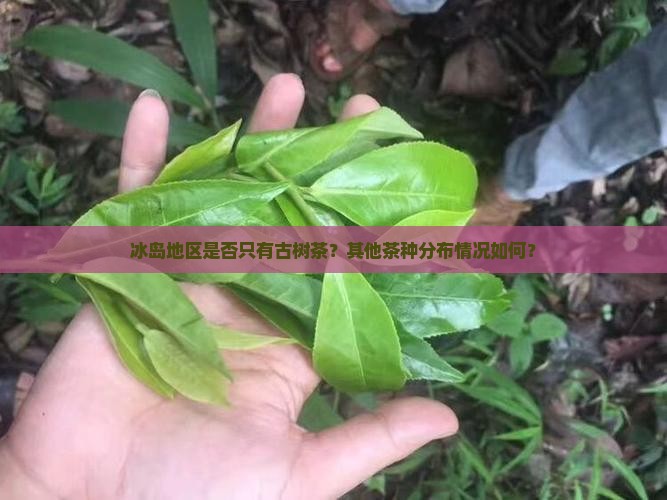 冰岛地区是否只有古树茶？其他茶种分布情况如何？