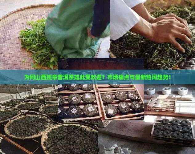 为何山西班章普洱茶如此受欢迎？市场痛点与最新热词趋势！