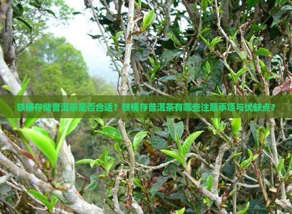 铁桶存储普洱茶是否合适？铁桶存普洱茶有哪些注意事项与优缺点？