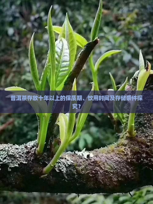 普洱茶存放十年以上的保质期、饮用时间及存储条件探究？