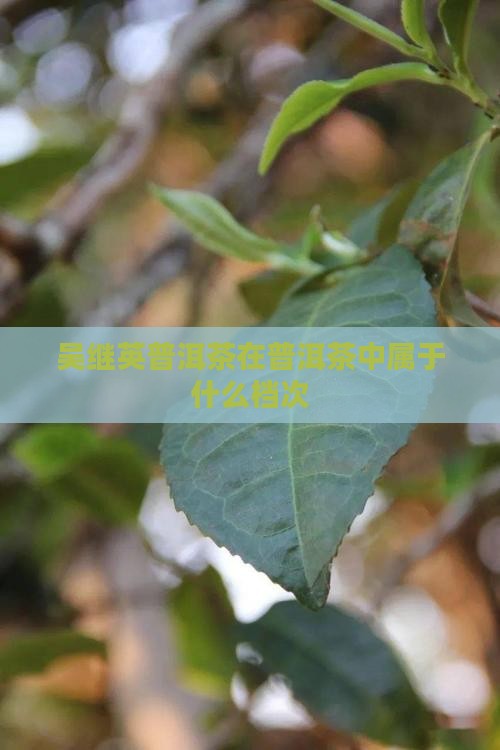 吴继英普洱茶在普洱茶中属于什么档次