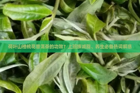 荷叶山楂桃花普洱茶的功效？上班族减脂、养生必备热词解惑