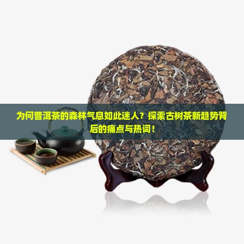 为何普洱茶的森林气息如此迷人？探索古树茶新趋势背后的痛点与热词！