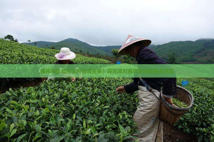 痛风患者能否饮用普洱生茶？探究其对痛风影响的热点问题