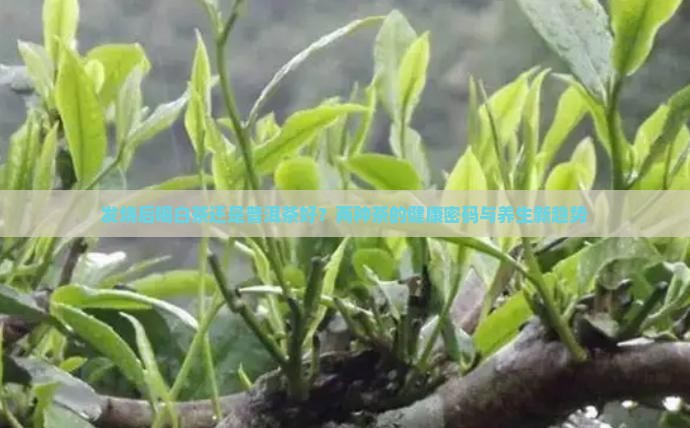 发烧后喝白茶还是普洱茶好？两种茶的健康密码与养生新趋势