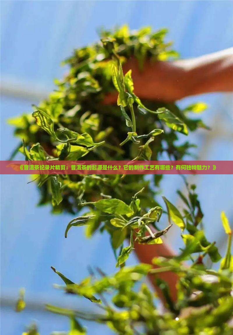《普洱茶纪录片精剪：普洱茶的起源是什么？它的制作工艺有哪些？有何独特魅力？》