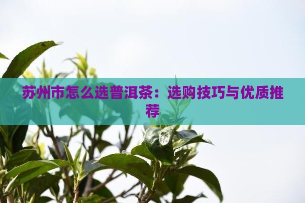 苏州市怎么选普洱茶：选购技巧与优质推荐