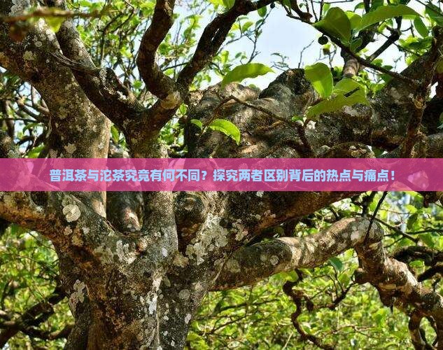 普洱茶与沱茶究竟有何不同？探究两者区别背后的热点与痛点！
