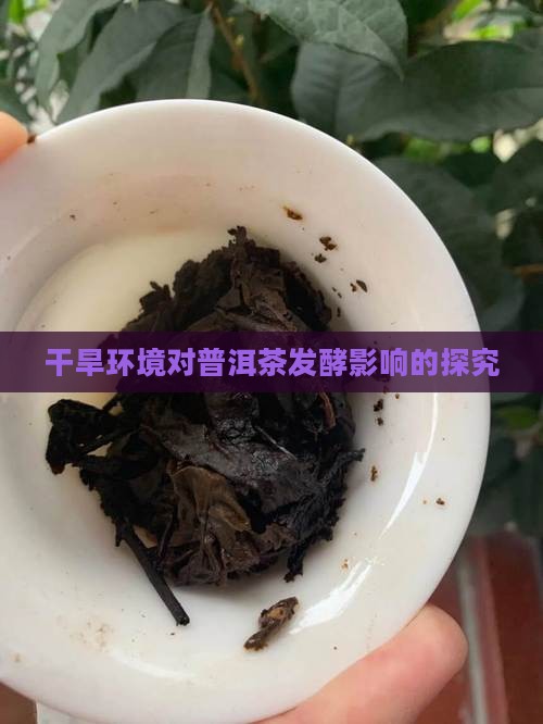 干旱环境对普洱茶发酵影响的探究